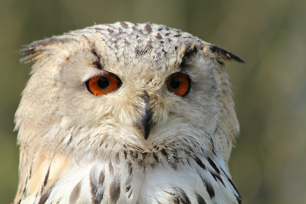 Eule Igor im Wildpark Lüneburger Heide