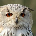 Eule Igor im Wildpark Lüneburger Heide