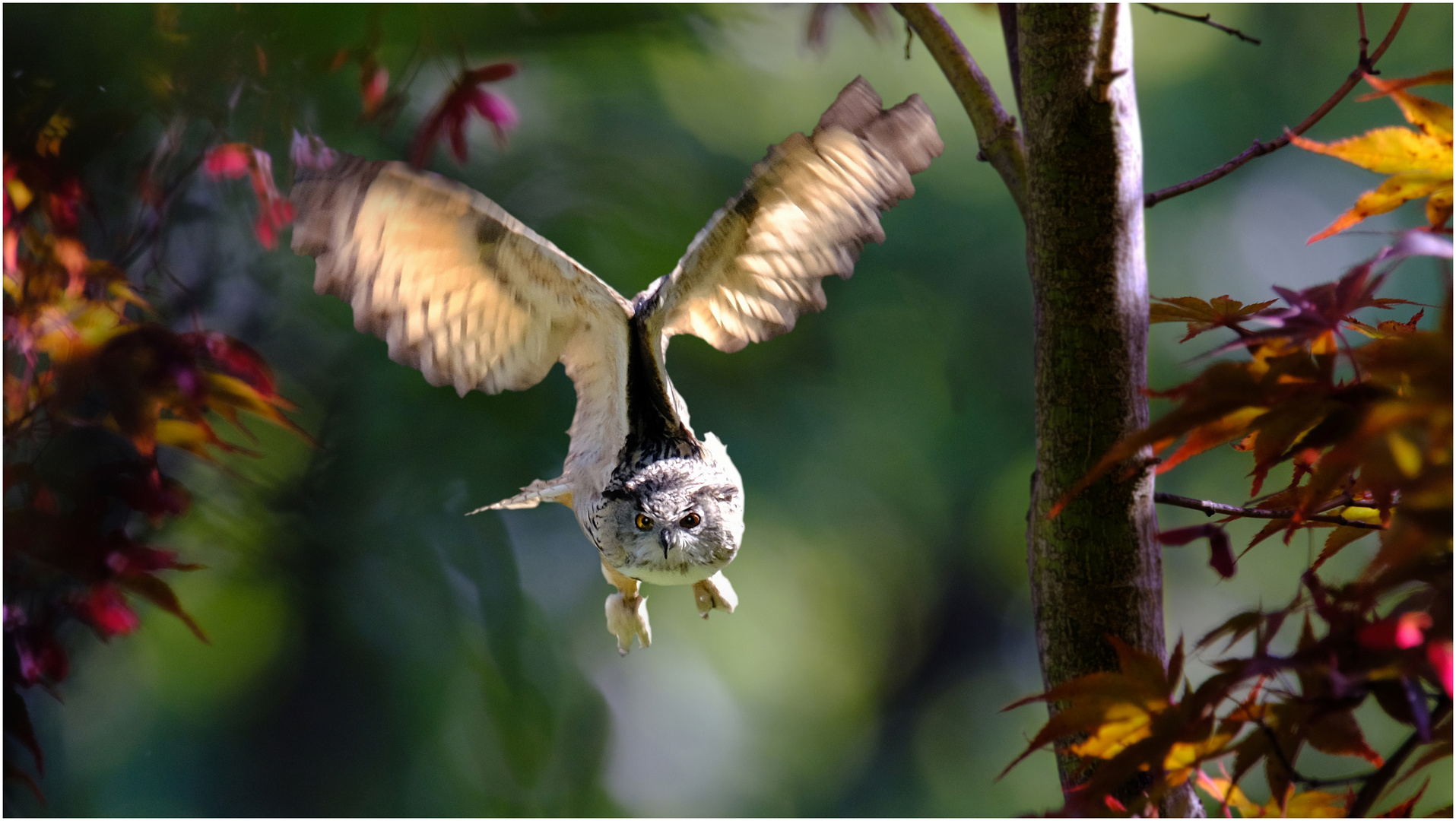 Eule im Anflug