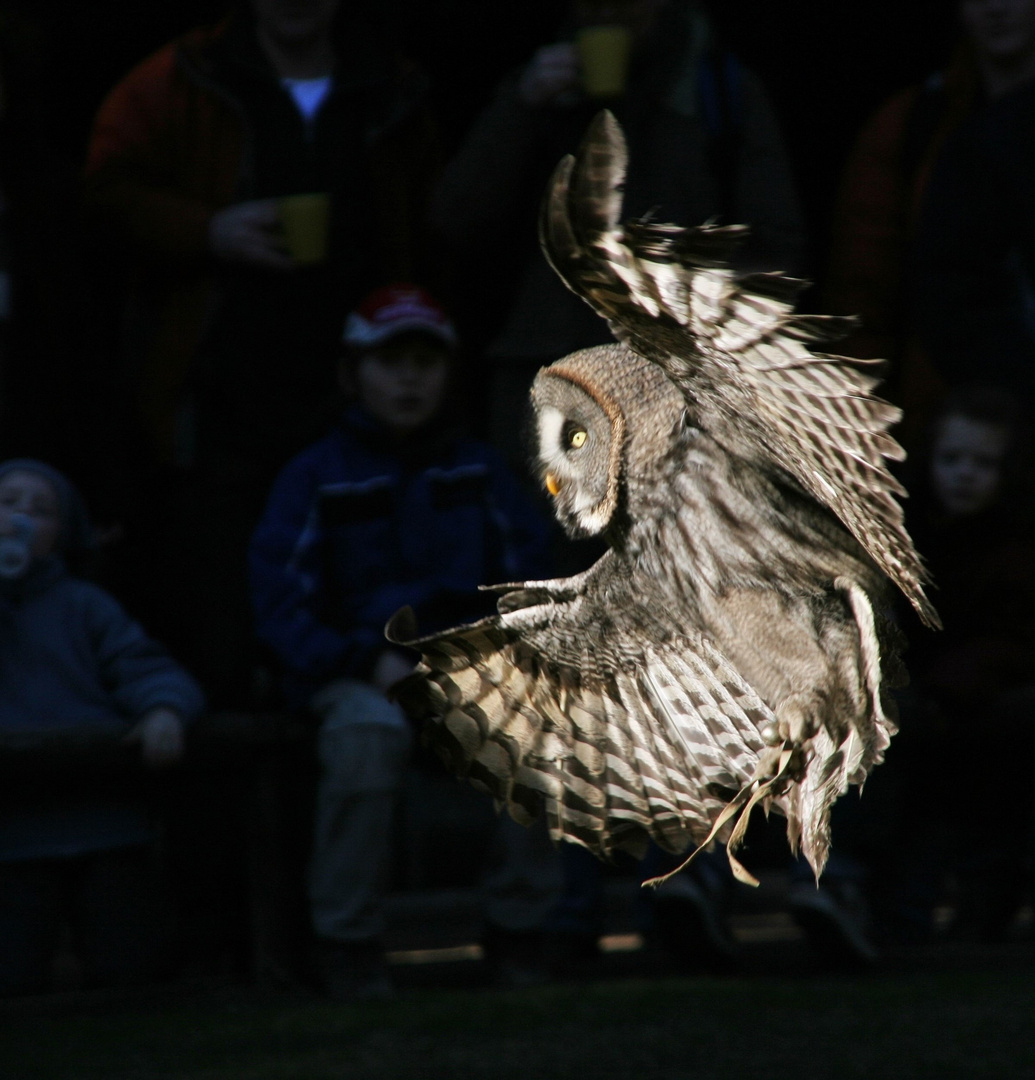 Eule im Anflug