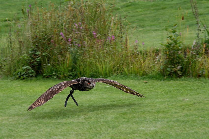 Eule im Anflug