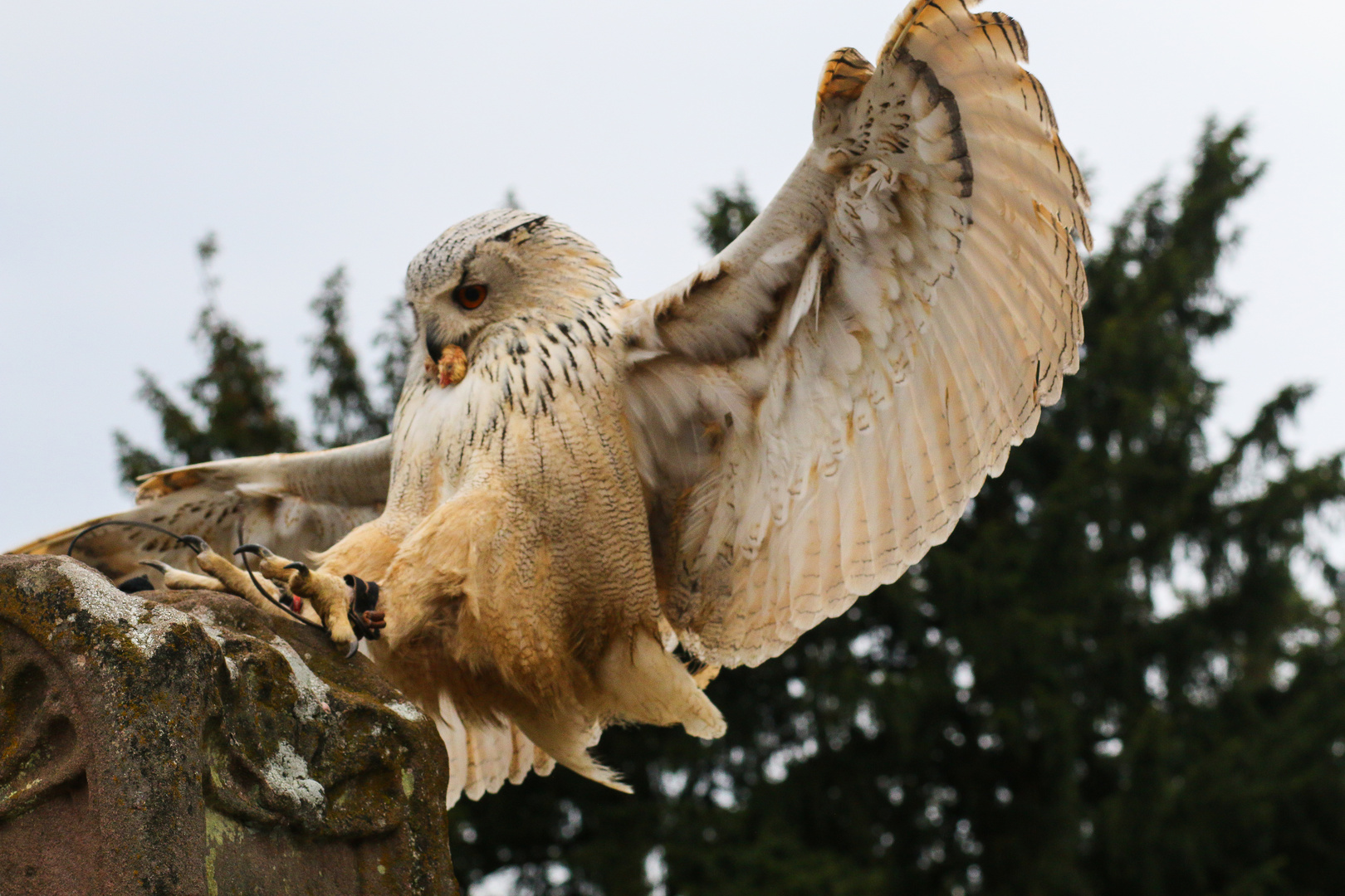 Eule im Anflug