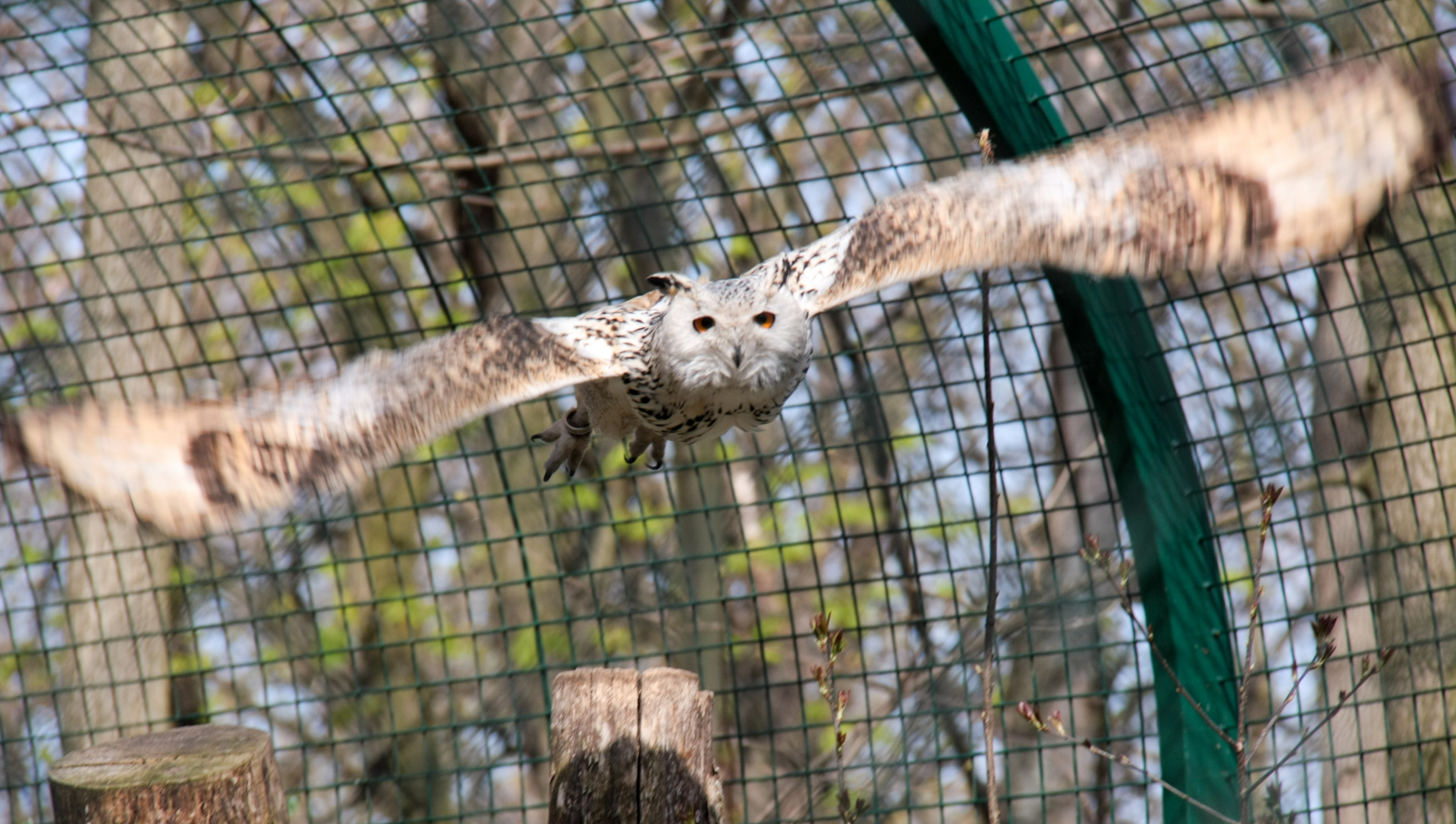 Eule im Berliner Tierpark beim Anflug