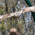 Eule im Berliner Tierpark beim Anflug