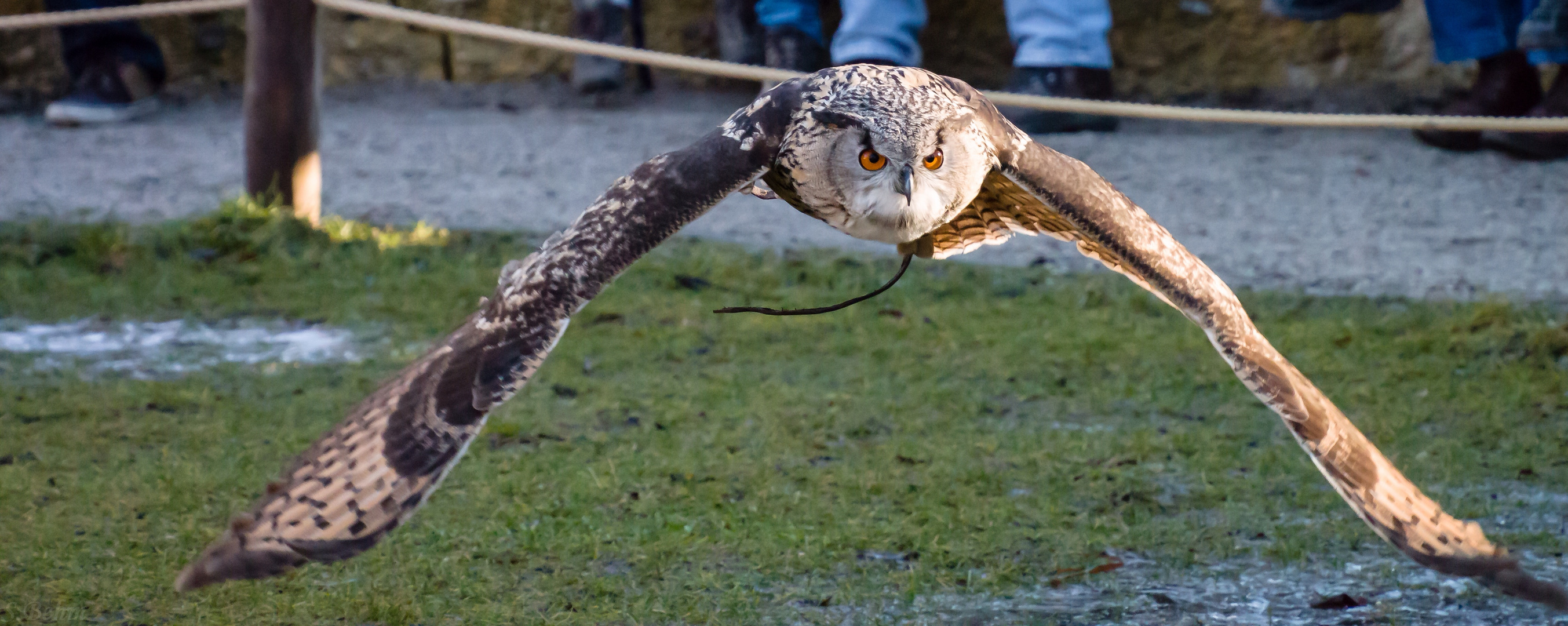 Eule im Flug