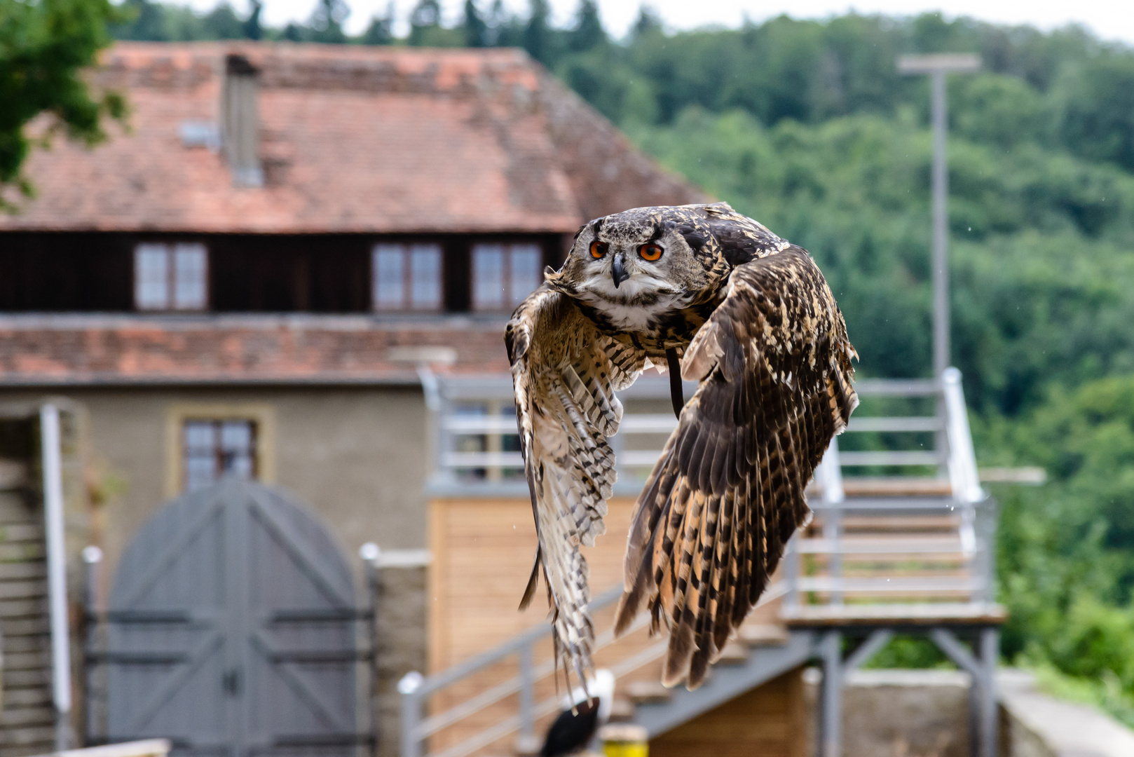 Eule im Flug