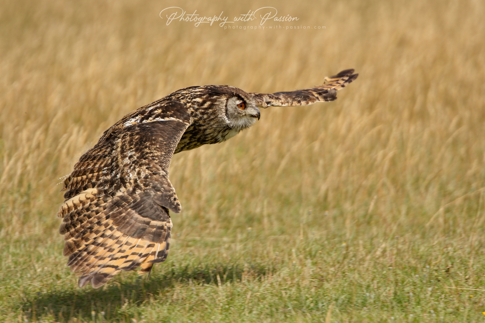 Eule im Flug