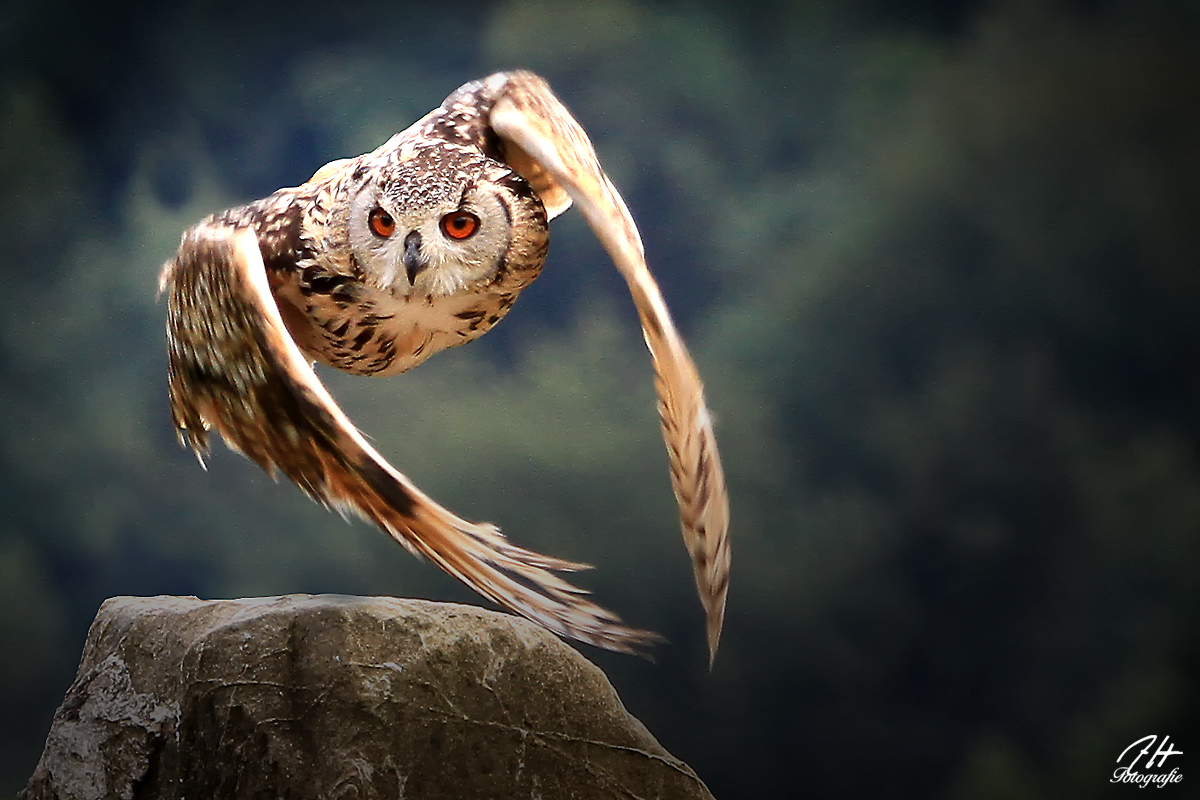 Eule im Flug Foto & Bild | tiere, zoo, wildpark & falknerei, vögel