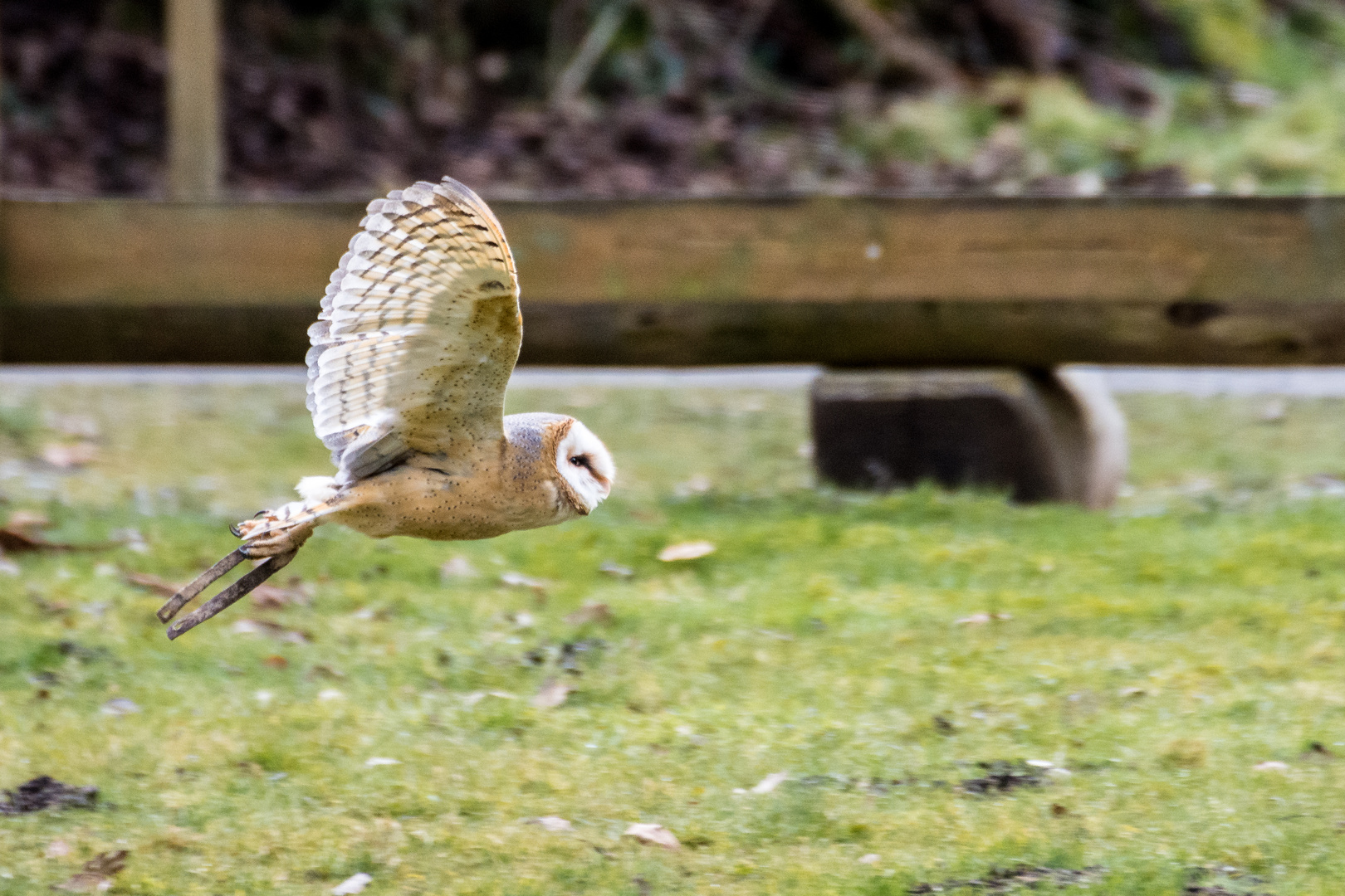 Eule im Flug