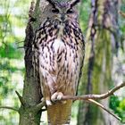 Eule im Freigehege vom Wildpark Bad Mergentheim