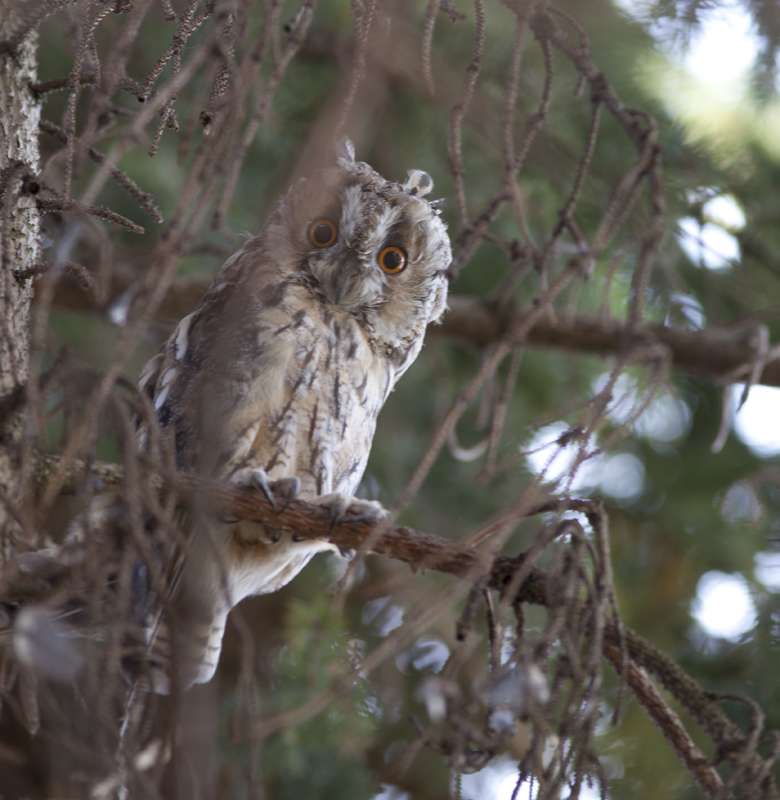Eule im Garten Foto & Bild tiere, wildlife, wild lebende vögel Bilder