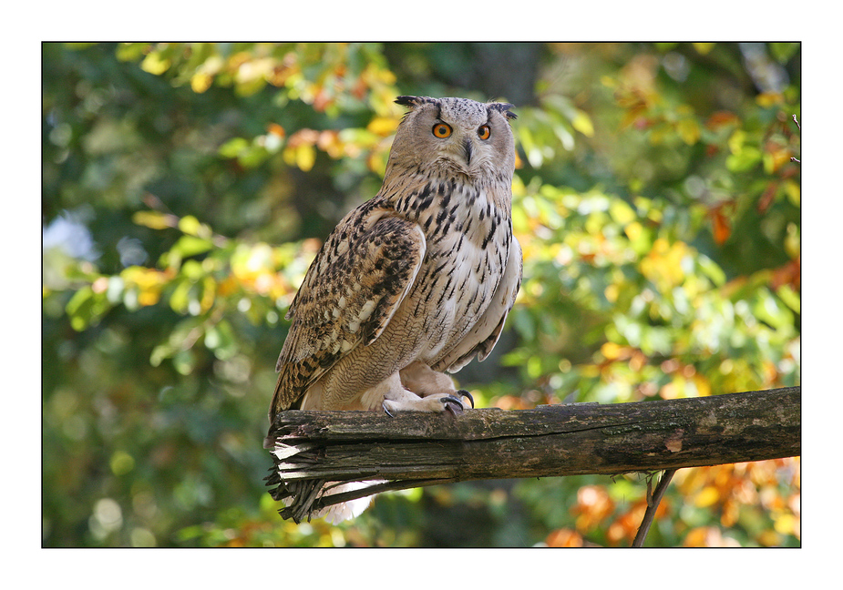 Eule im Herbstwald