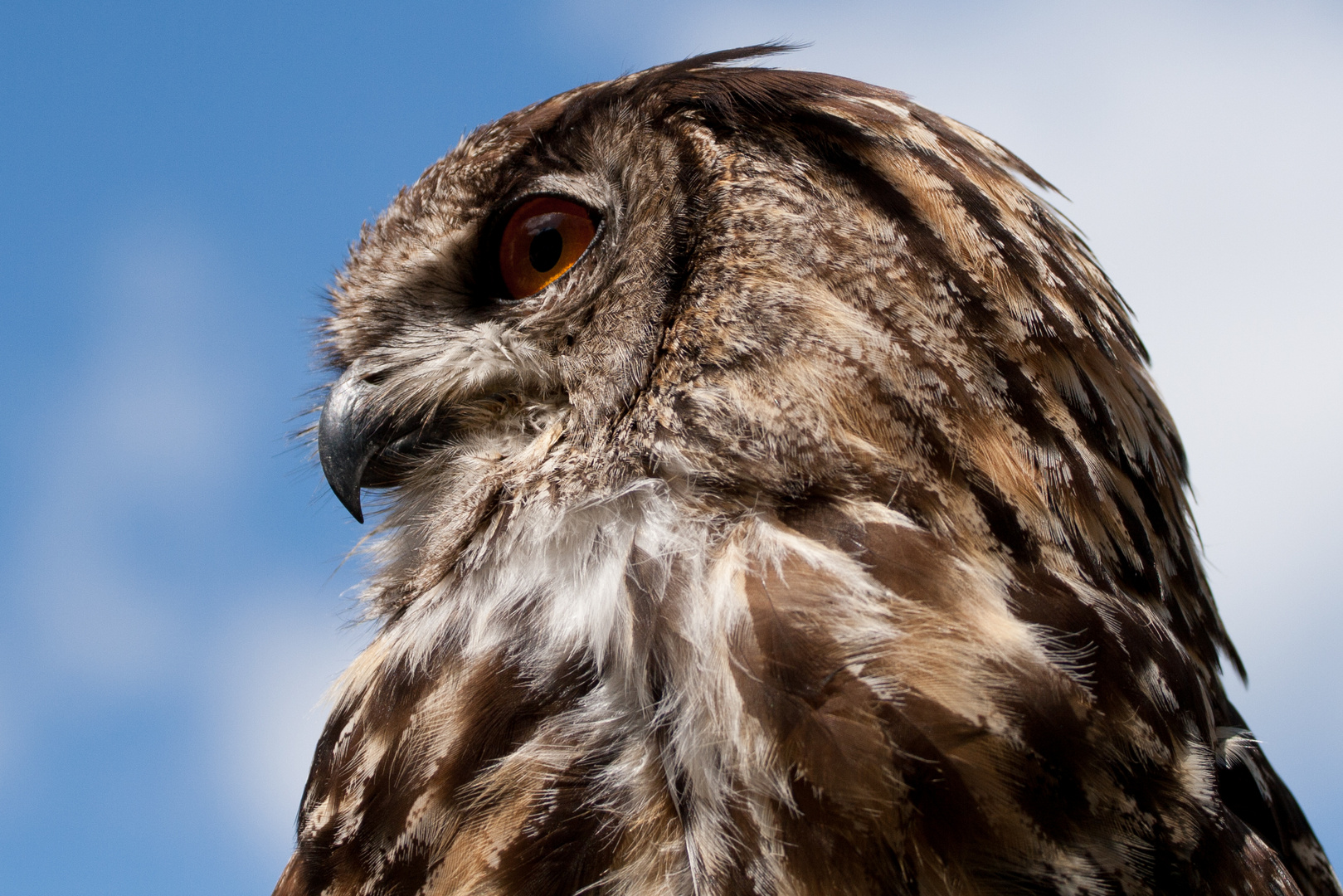 Eule im Hochwildschutzpark Rheinböllen