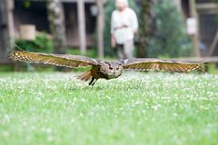 Eule im Landeanflug