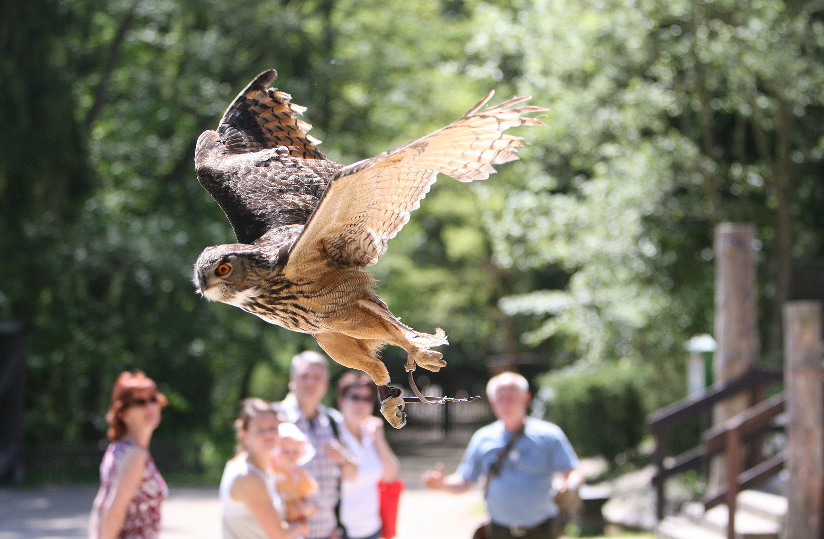 Eule im Landeanflug