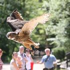 Eule im Landeanflug