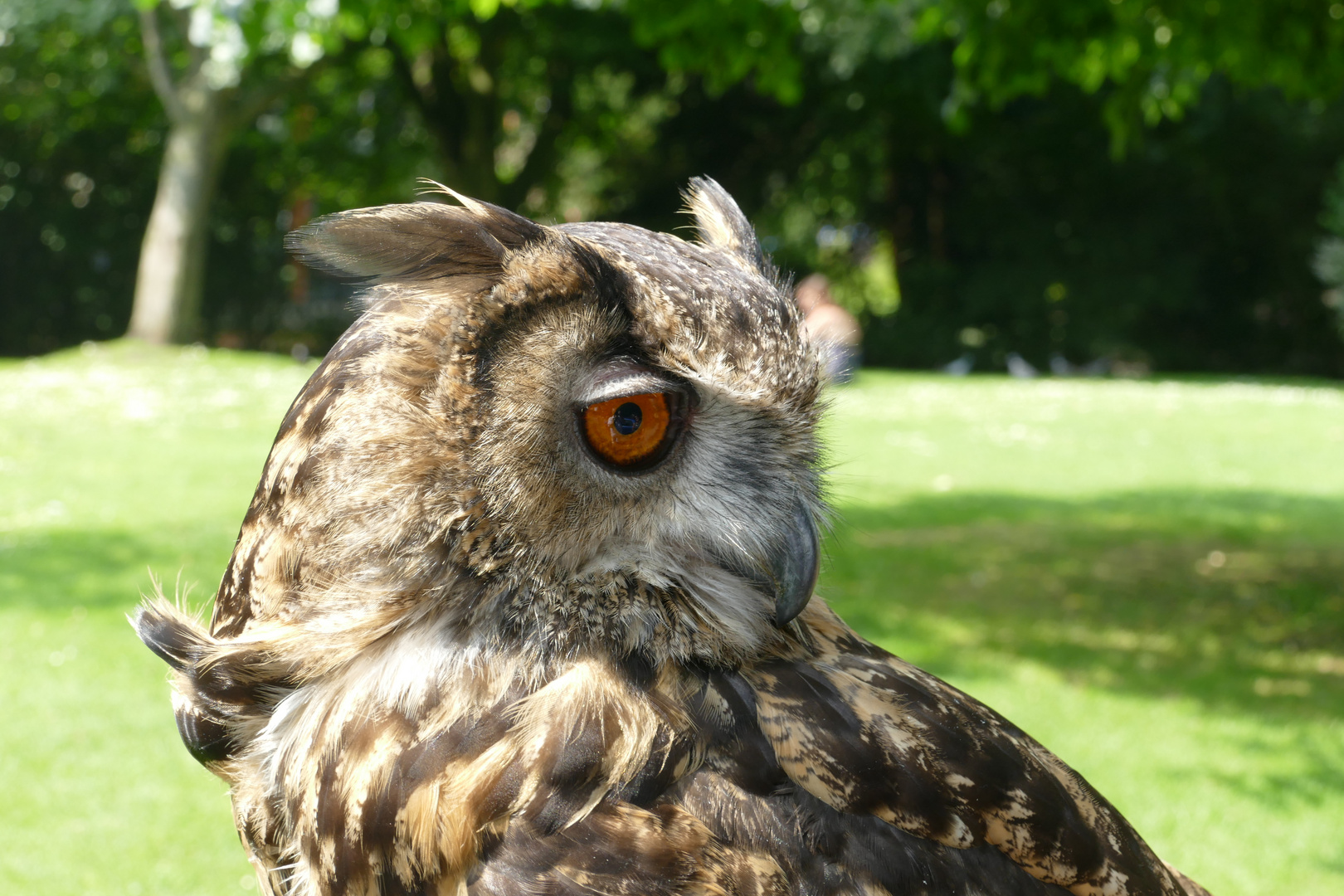 Eule im Park in York