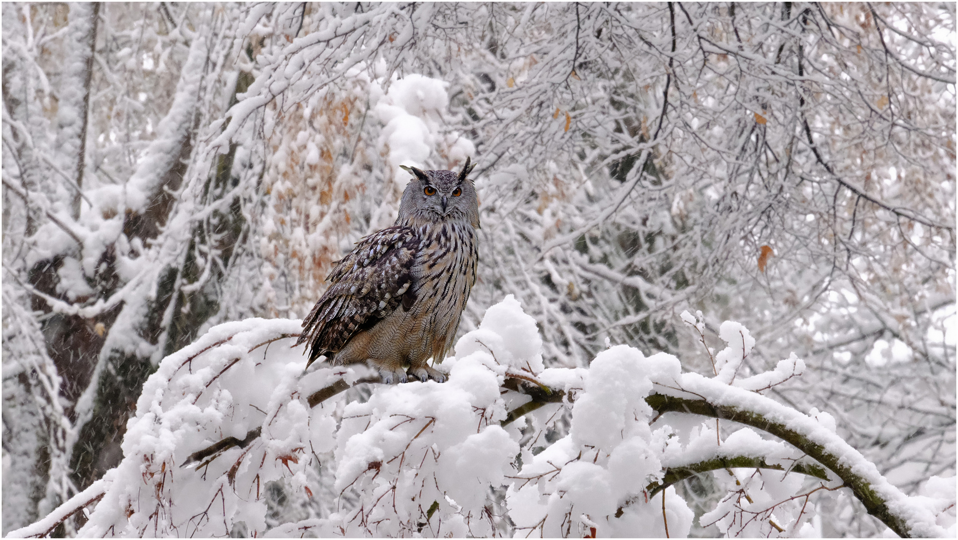 Eule im Schnee