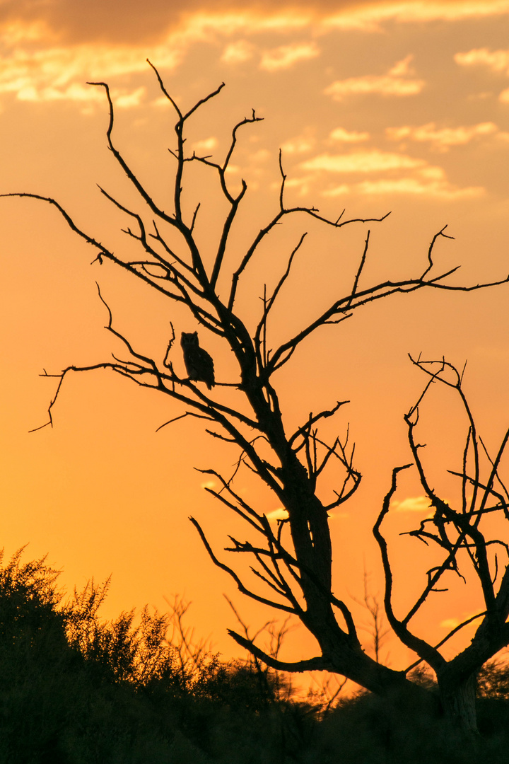 Eule im Sonnenuntergang in Namibia