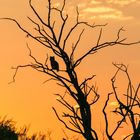 Eule im Sonnenuntergang in Namibia