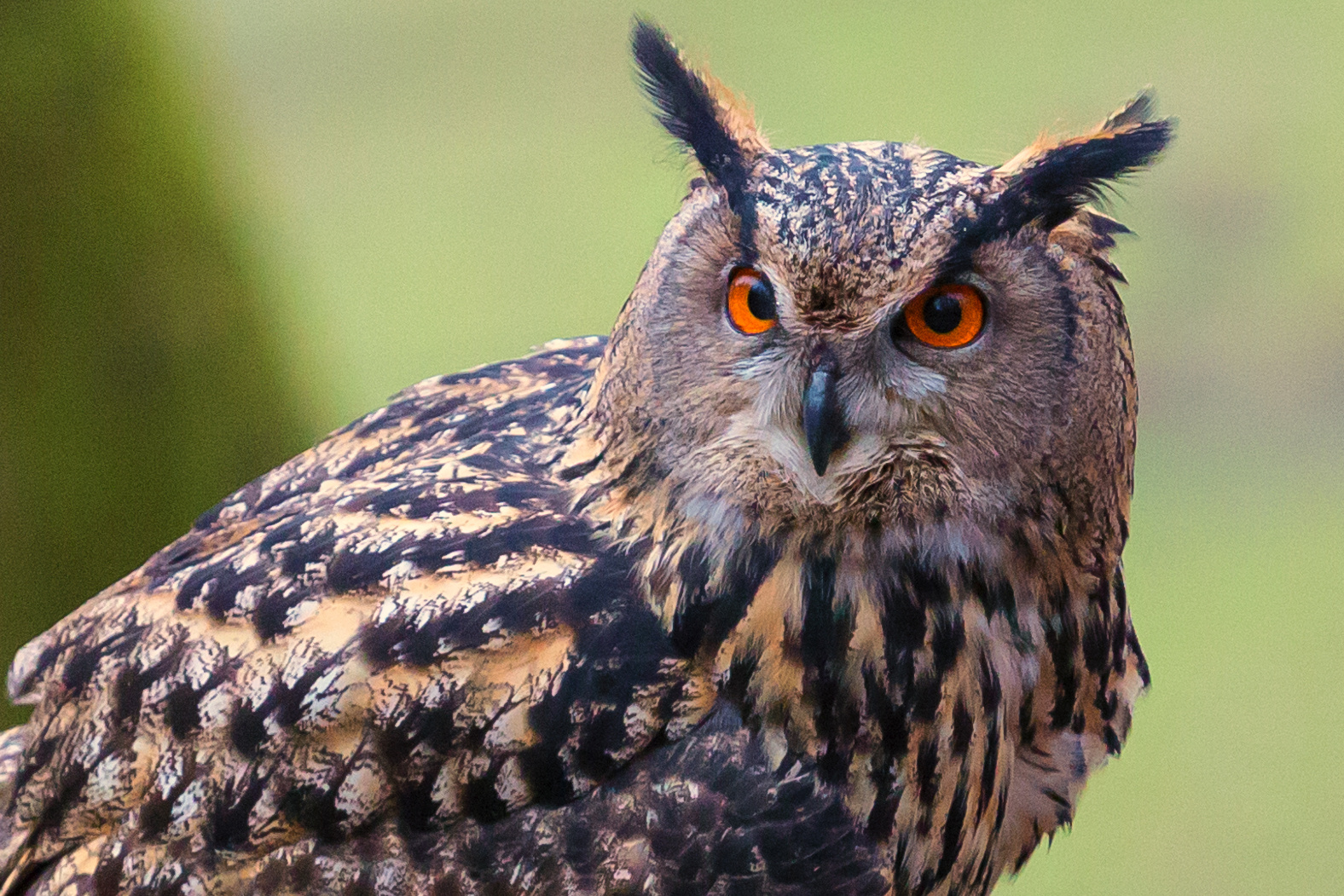 Eule im Tierpark