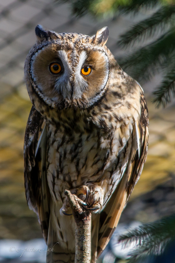 Eule im Tierpark Goldau CH