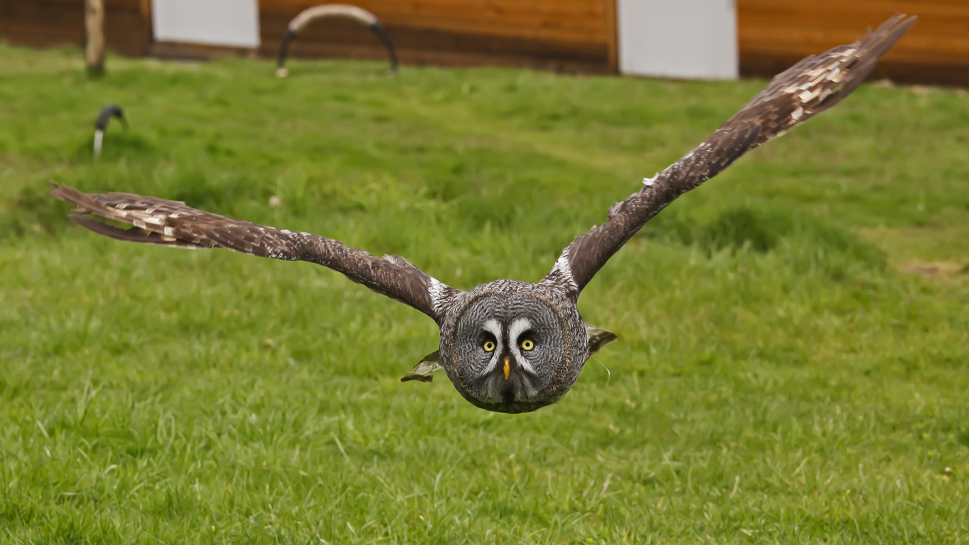 Eule im Tierpark Niederfischbach