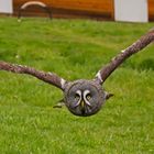 Eule im Tierpark Niederfischbach