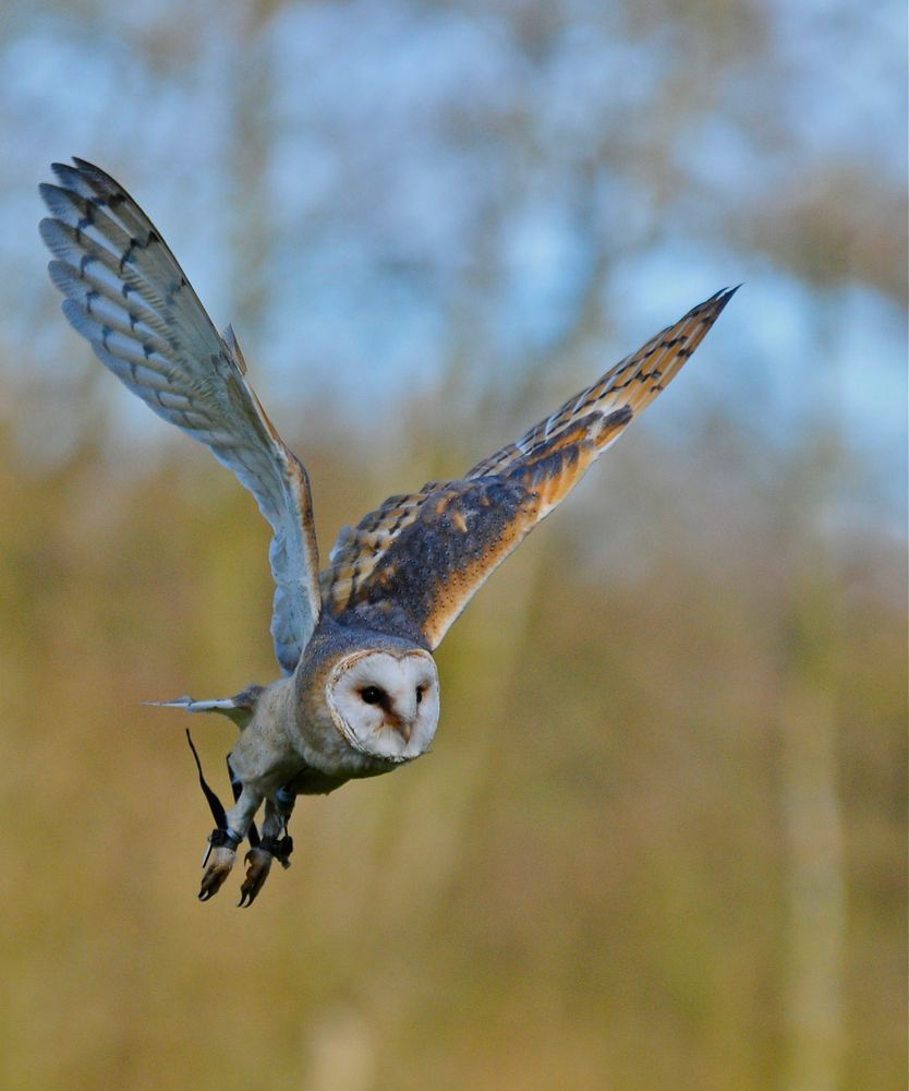 Eule im Vorbeiflug