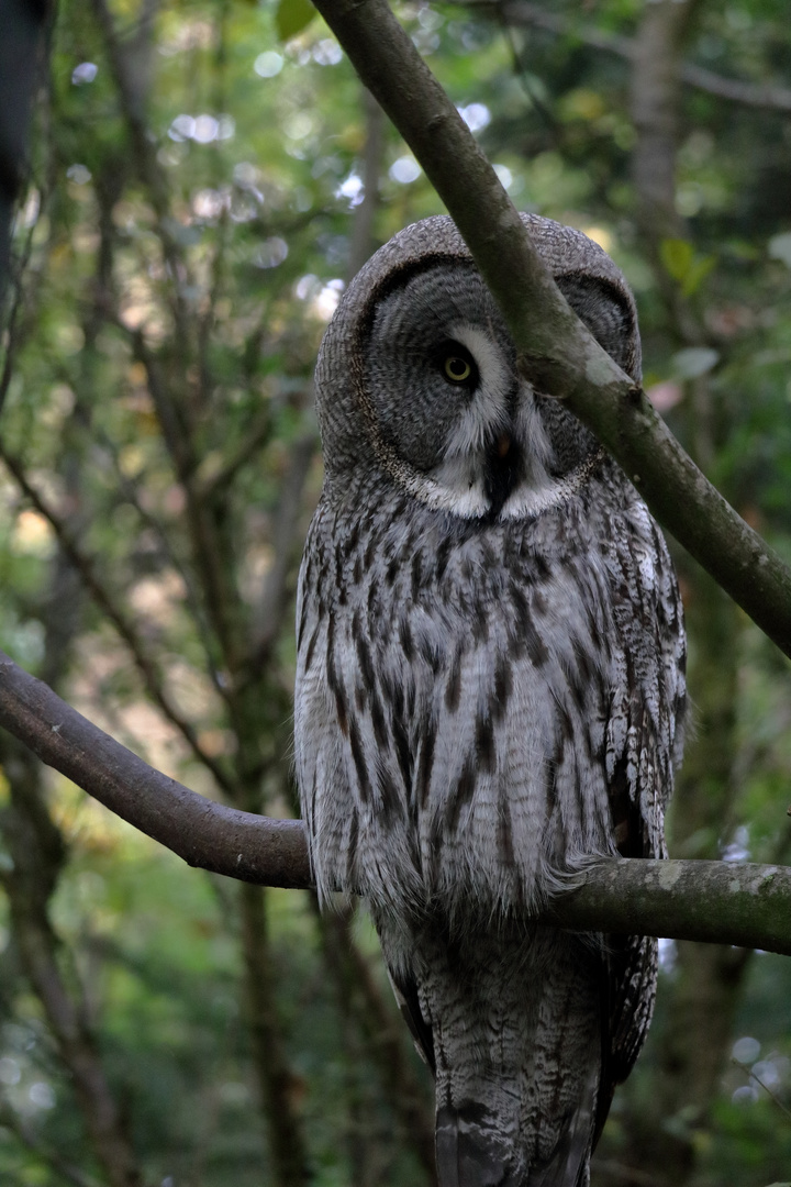 Eule im Wildfreigehege