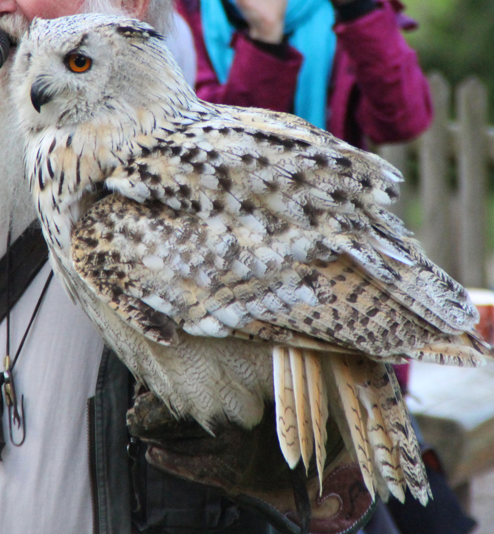 Eule im Wildpark