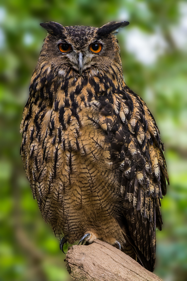 Eule im Wildpark Bad Mergentheim