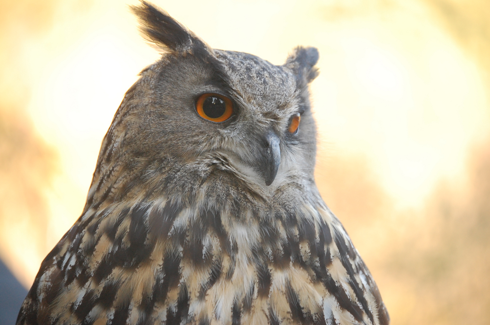 Eule im Wildpark