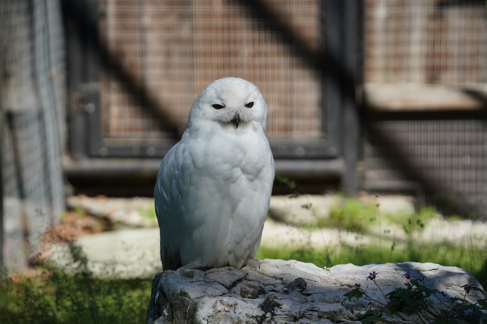 Eule im Wildpark Cumberland