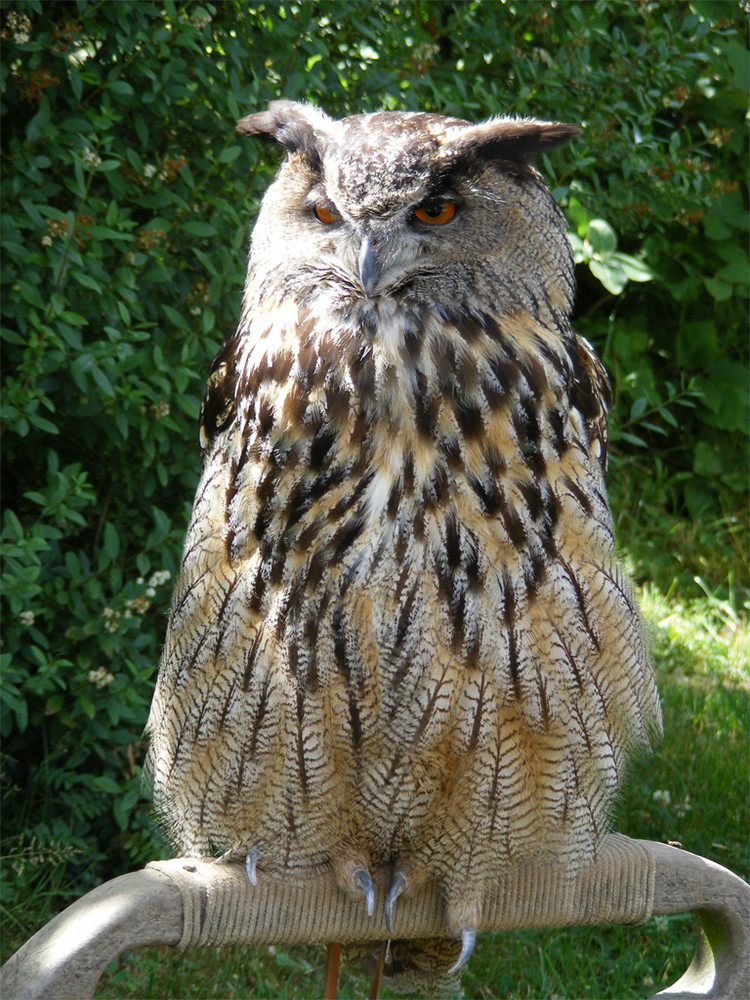 Eule im Wildpark Potzberg