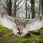 Eule im Wildtierpark Bad Mergentheim