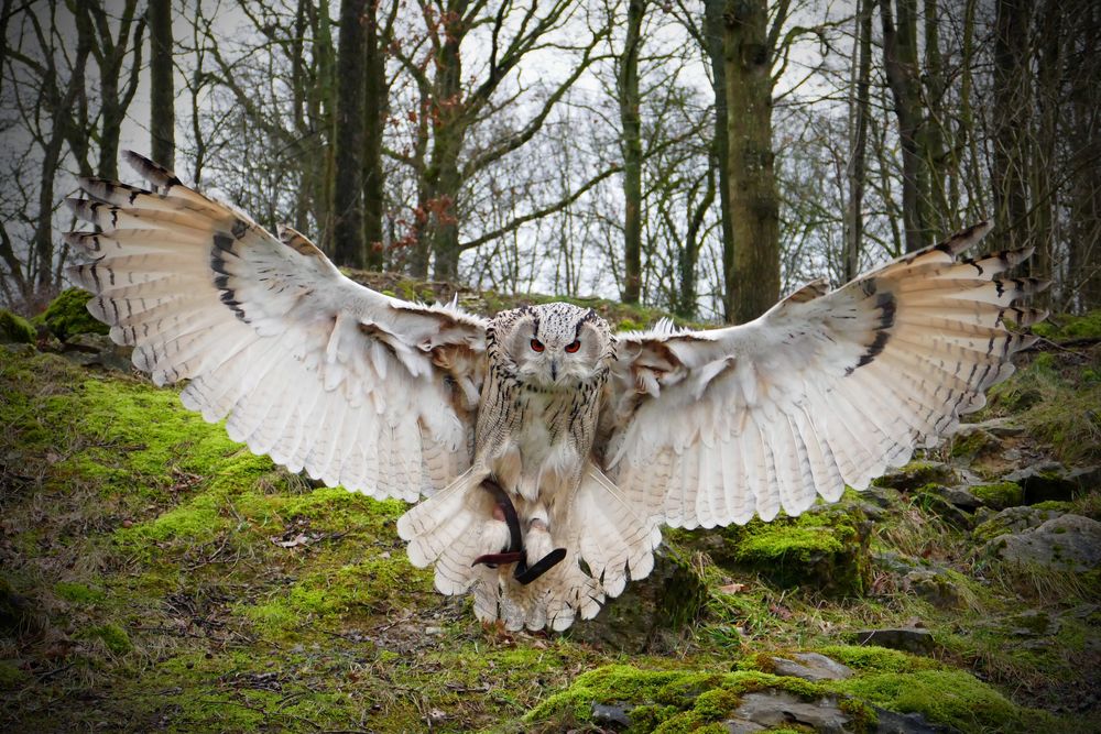 Eule im Wildtierpark Bad Mergentheim