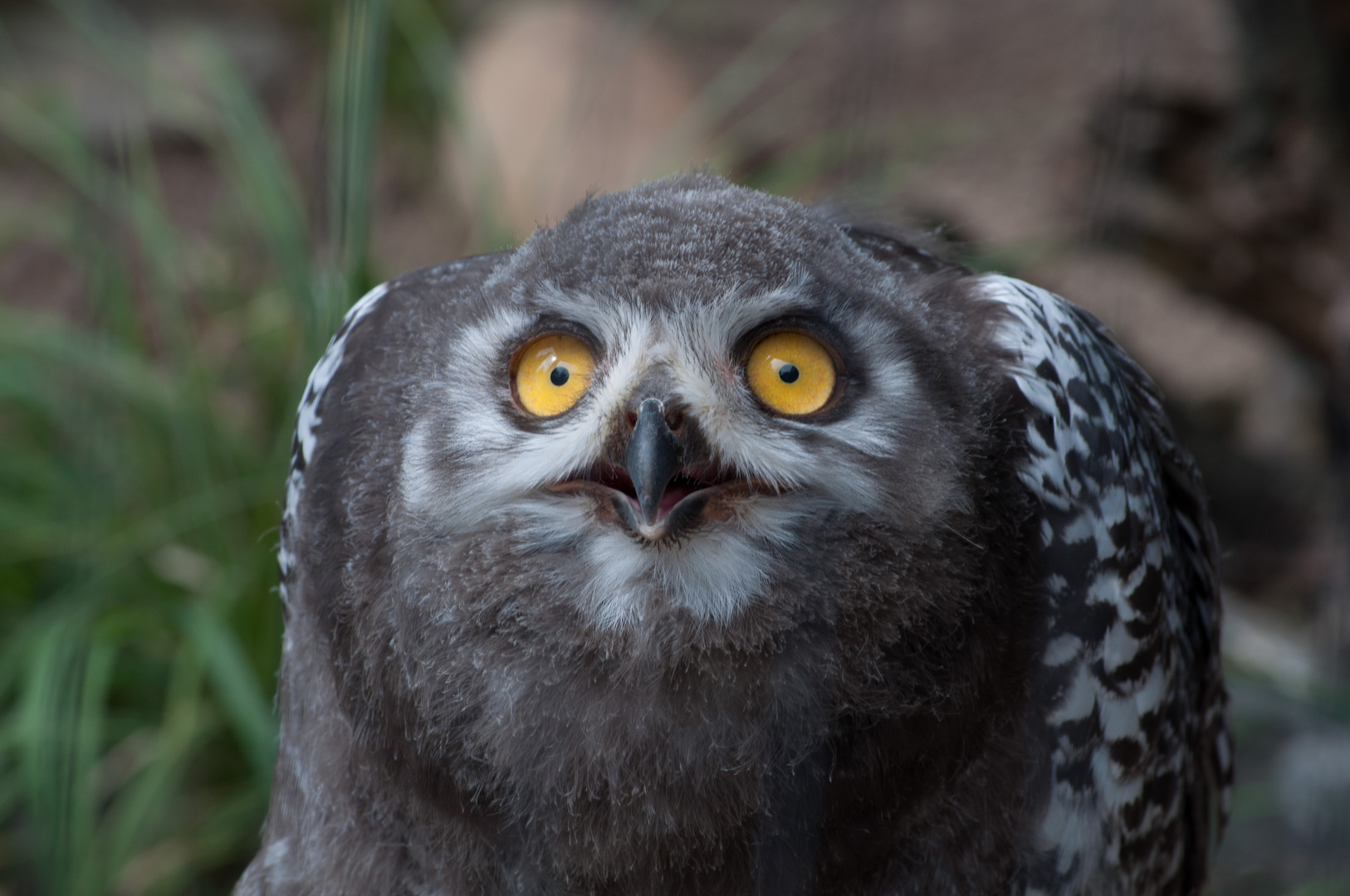 Eule im Zoo Hannover