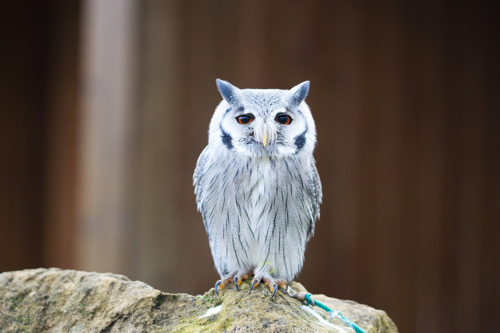 Eule im Zoo Neunkirchen