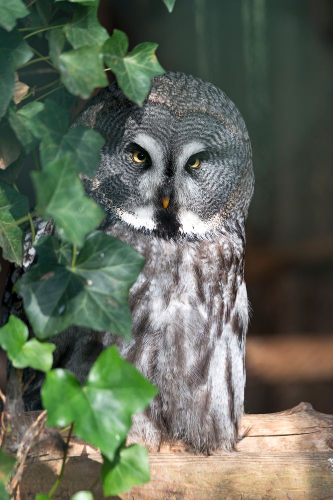 Eule im Zoo Neuwied