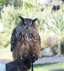 Eule in der Falconeria Locarno