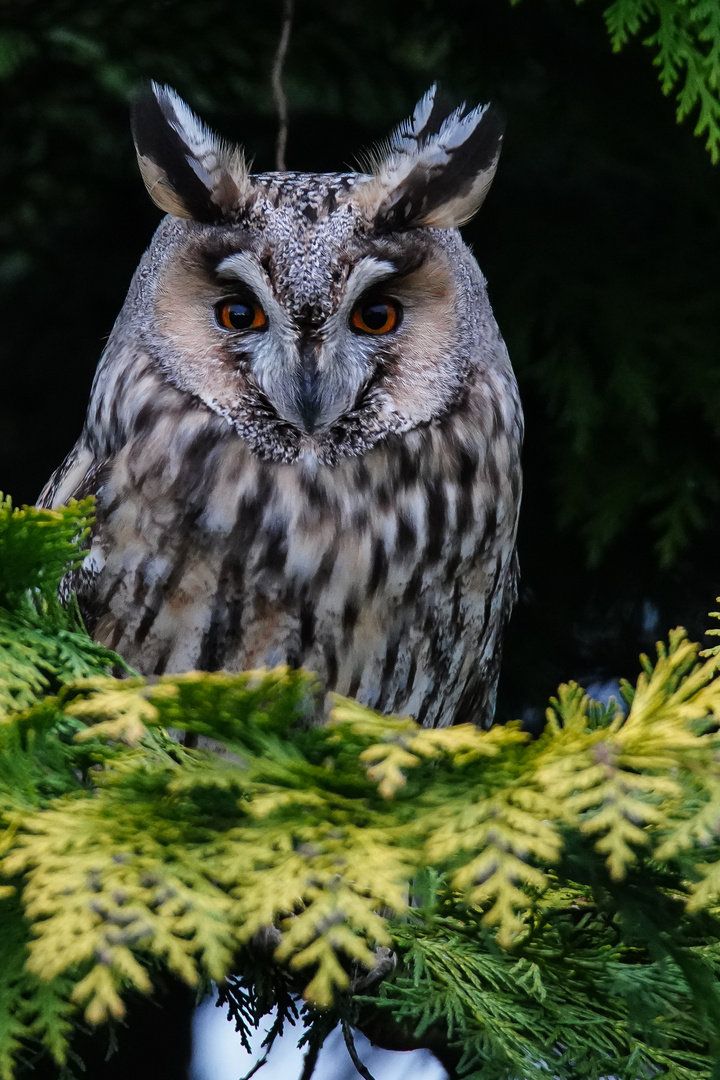 Eule in Nachbars Garten Foto & Bild tiere, wildlife, wild lebende