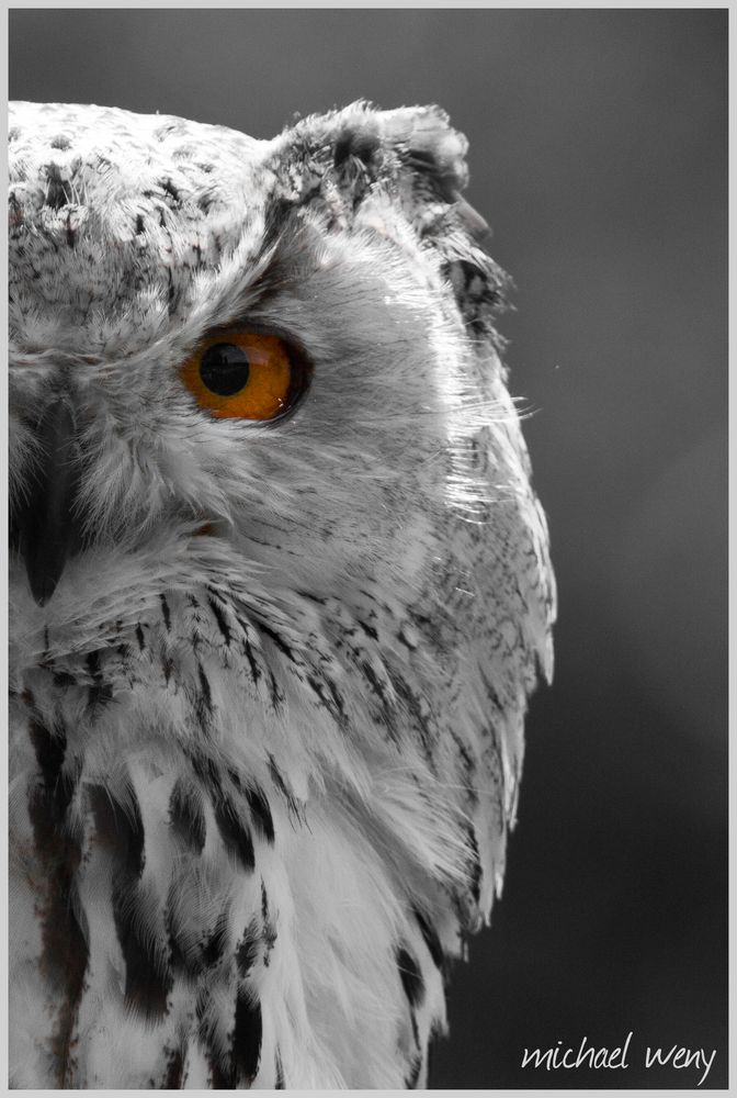 Eule in SchwarzWeiß Foto & Bild tiere, zoo, wildpark Eule in SchwarzWeiß Foto & Bild tiere, zoo, wildpark