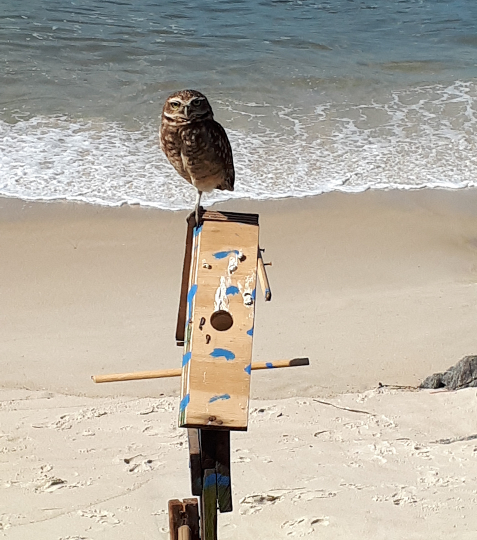 Eule mit eigenem Strandhaus beobachtet den Fotografen