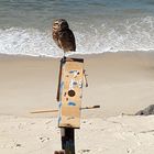 Eule mit eigenem Strandhaus beobachtet den Fotografen