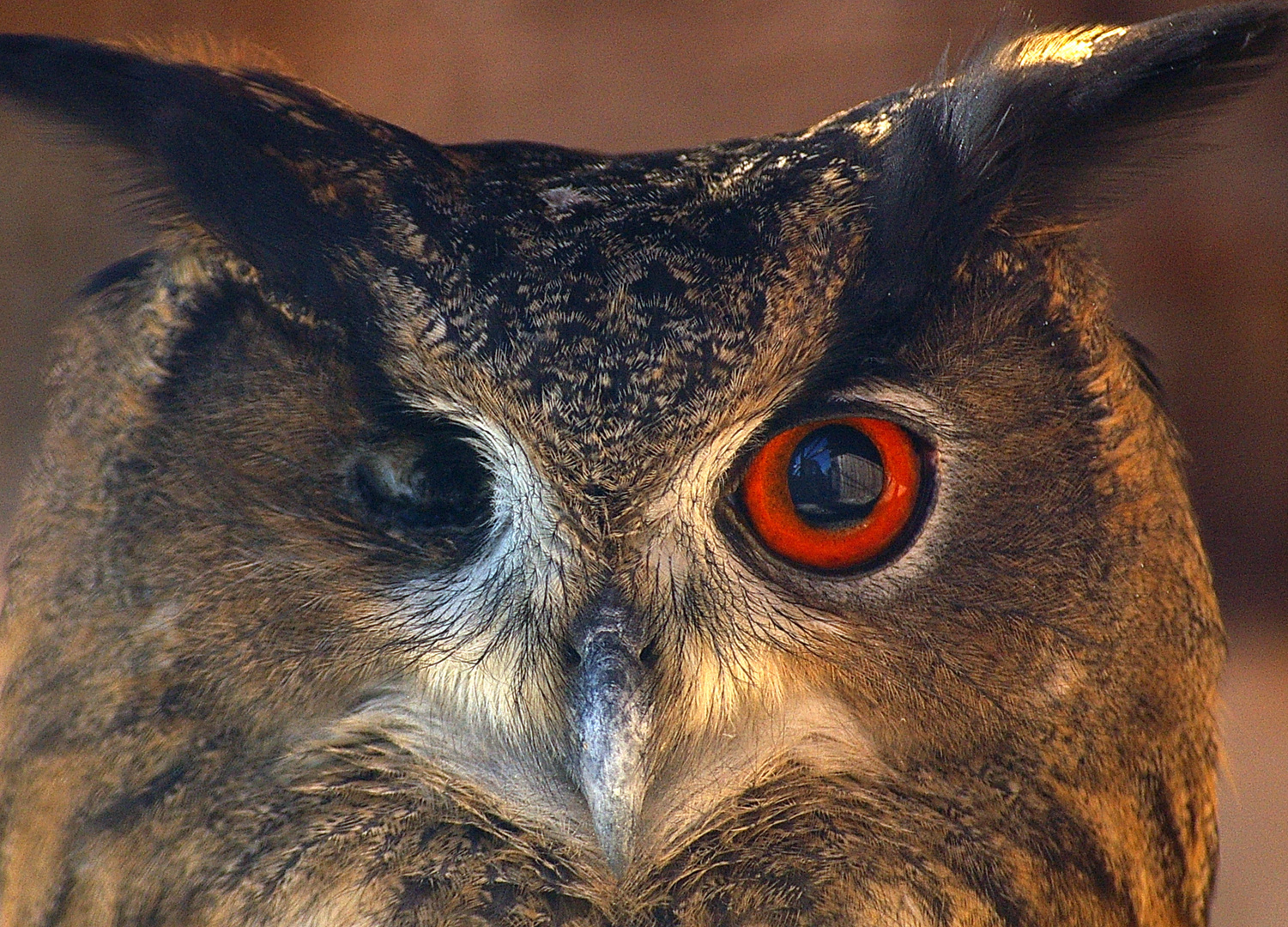 Eule mit einem Auge Foto & Bild | tiere, zoo, wildpark & falknerei