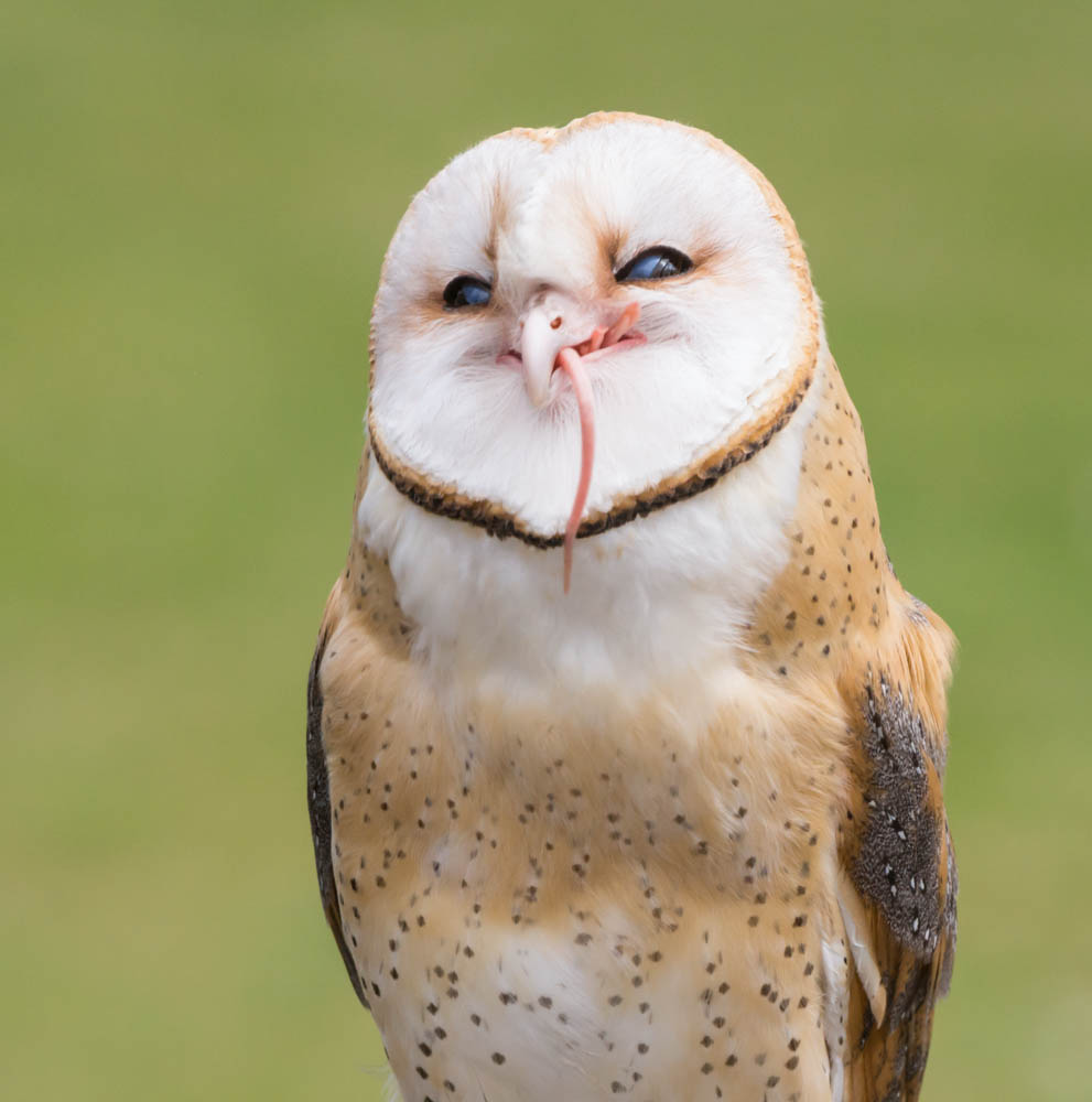 Eule mit Snack