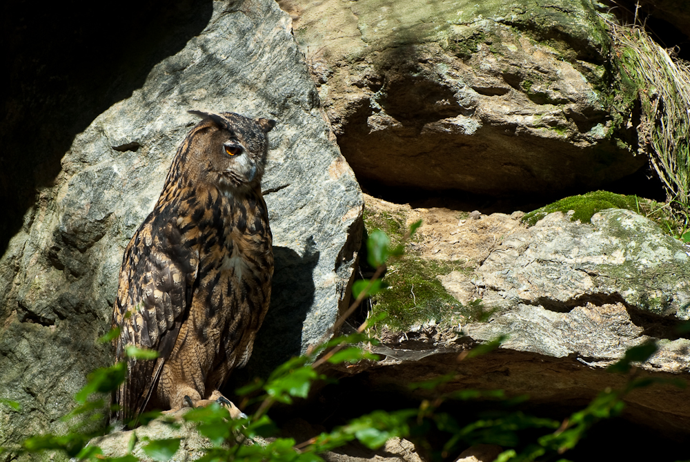 Eule - Nationalpark Bayrischer Wald