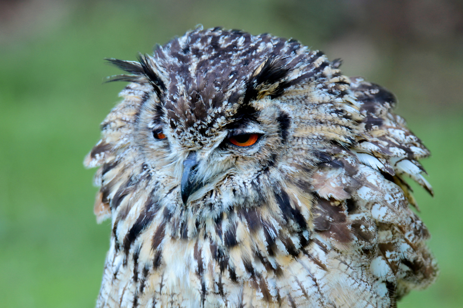 EULE oder UHU? ganz schön aufgeplustert Foto & Bild greifvögel