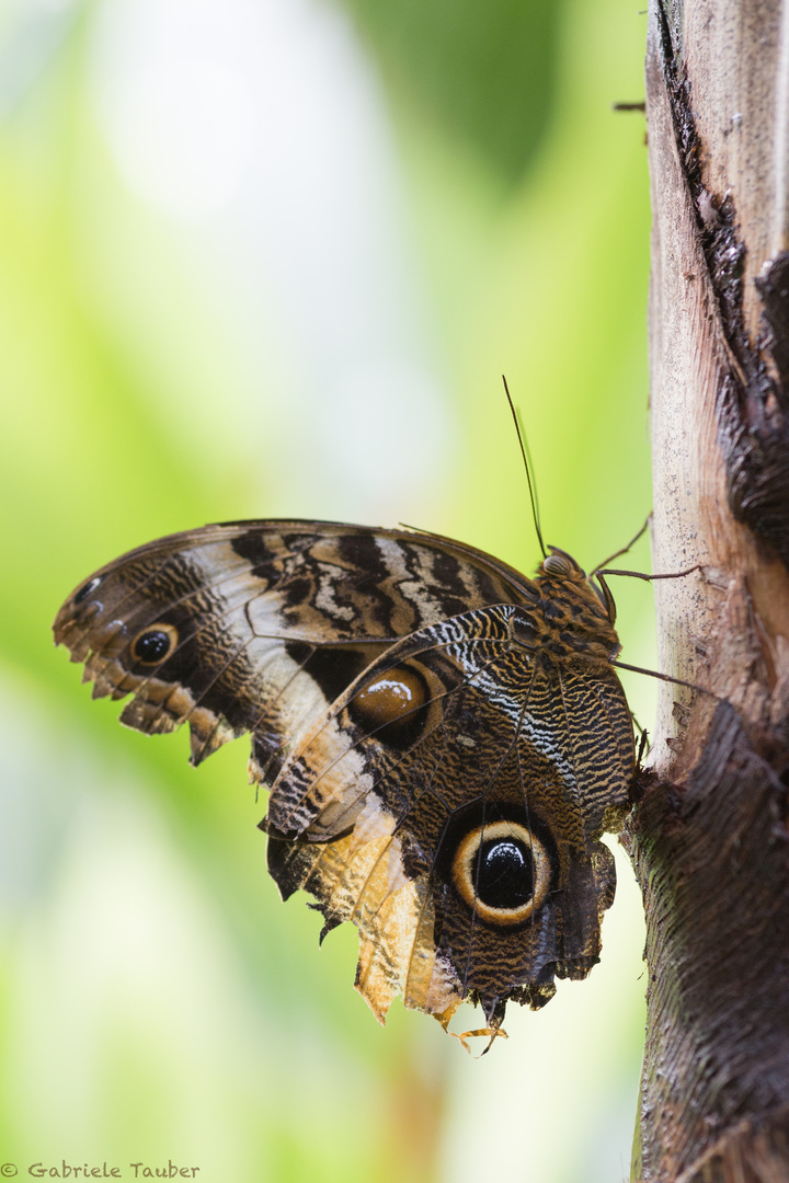 Eule Schmetterling aus Costa Rica